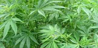 घर के बाड़े में ही उगा रखे थे गांजे के 280 पौधे 280 cannabis plants were being grown right within the home's compound.