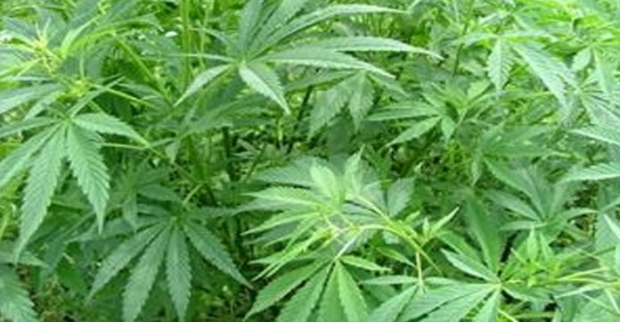 280 cannabis plants were being grown right within the home's compound. 280 cannabis plants were being grown right within the home's compound.