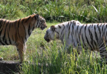 नाहरगढ़ जैविक उद्यान में उमड़ा सैलानियों का सैलाब