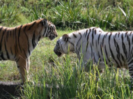 नाहरगढ़ जैविक उद्यान में उमड़ा सैलानियों का सैलाब