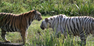 नाहरगढ़ जैविक उद्यान में उमड़ा सैलानियों का सैलाब