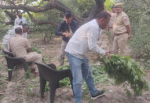 नींबू -बेर की खेती की आड़ की जा रही थी गांजे की खेती, अवैध मादक पदार्थ तस्कर गिरफ्तार