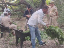 नींबू -बेर की खेती की आड़ की जा रही थी गांजे की खेती, अवैध मादक पदार्थ तस्कर गिरफ्तार