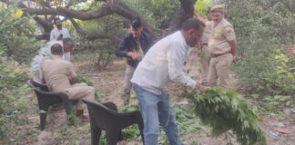 नींबू -बेर की खेती की आड़ की जा रही थी गांजे की खेती, अवैध मादक पदार्थ तस्कर गिरफ्तार