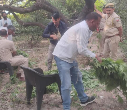 नींबू -बेर की खेती की आड़ की जा रही थी गांजे की खेती, अवैध मादक पदार्थ तस्कर गिरफ्तार