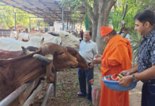 वरुथिनी एकादशी पर गौसेवा, संतों ने गौमाता को खिलाए ठंडी तासीर के फल Cow service on Varuthini Ekadashi