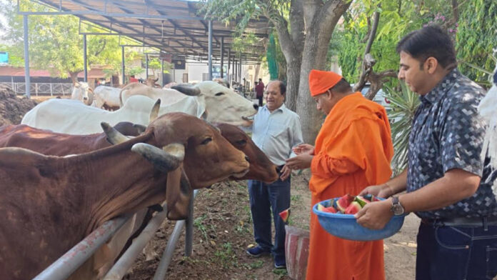 Cow service on Varuthini Ekadashi Cow service on Varuthini Ekadashi