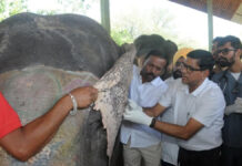 हाथी गांव में स्वास्थ्य शिविर में 54 हाथियों की जांच