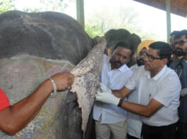 हाथी गांव में स्वास्थ्य शिविर में 54 हाथियों की जांच