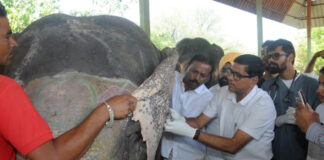 हाथी गांव में स्वास्थ्य शिविर में 54 हाथियों की जांच