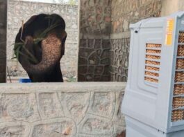 गर्मी की तपिश से आमेर के गजराज बेहाल: अब कूलर-पंखों की हवा में रहेंगे हाथी