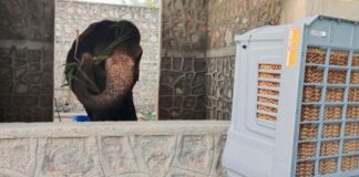 गर्मी की तपिश से आमेर के गजराज बेहाल: अब कूलर-पंखों की हवा में रहेंगे हाथी