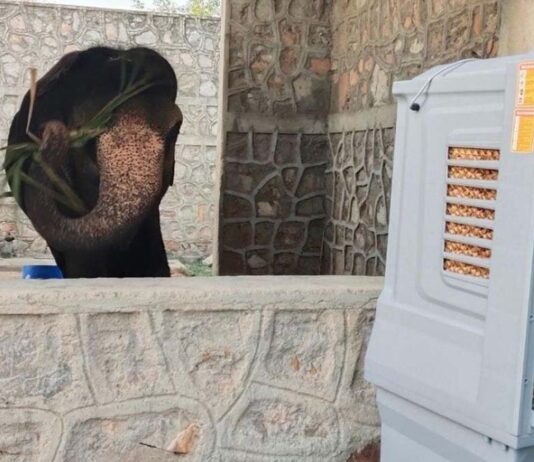 गर्मी की तपिश से आमेर के गजराज बेहाल: अब कूलर-पंखों की हवा में रहेंगे हाथी