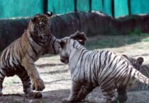 नाहरगढ़ में गूंजी बाघों की दहाड़: बाघिन रानी के पांचों शावकों का मनाया पहला जन्मदिन Roars of Tigers Echo in Nahargarh: First Birthday of Tigress Rani's Five Cubs Celebrated