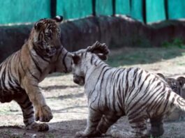 नाहरगढ़ में गूंजी बाघों की दहाड़: बाघिन रानी के पांचों शावकों का मनाया पहला जन्मदिन Roars of Tigers Echo in Nahargarh: First Birthday of Tigress Rani's Five Cubs Celebrated