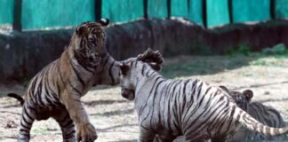 नाहरगढ़ में गूंजी बाघों की दहाड़: बाघिन रानी के पांचों शावकों का मनाया पहला जन्मदिन Roars of Tigers Echo in Nahargarh: First Birthday of Tigress Rani's Five Cubs Celebrated