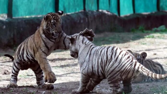 Roars of Tigers Echo in Nahargarh: First Birthday of Tigress Rani's Five Cubs Celebrated