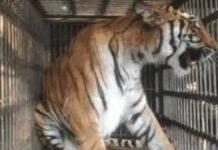 नाहरगढ़ जैविक उद्यान में बाघिन ‘भक्ति’ ने दो शावकों को दिया जन्म Tigress ‘Bhakti’ gives birth to two cubs at Nahargarh Biological Park.