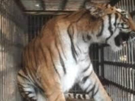 नाहरगढ़ जैविक उद्यान में बाघिन ‘भक्ति’ ने दो शावकों को दिया जन्म Tigress ‘Bhakti’ gives birth to two cubs at Nahargarh Biological Park.