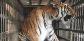 नाहरगढ़ जैविक उद्यान में बाघिन ‘भक्ति’ ने दो शावकों को दिया जन्म Tigress ‘Bhakti’ gives birth to two cubs at Nahargarh Biological Park.