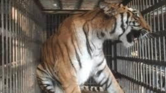 Tigress ‘Bhakti’ gives birth to two cubs at Nahargarh Biological Park.