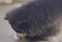 नाहरगढ़ बायोलॉजिकल पार्क में गर्मी से बचाव के विशेष इंतजाम, वन्यजीवों के लिए कूलिंग व्यवस्था