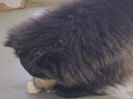 नाहरगढ़ बायोलॉजिकल पार्क में गर्मी से बचाव के विशेष इंतजाम, वन्यजीवों के लिए कूलिंग व्यवस्था