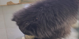 नाहरगढ़ बायोलॉजिकल पार्क में गर्मी से बचाव के विशेष इंतजाम, वन्यजीवों के लिए कूलिंग व्यवस्था