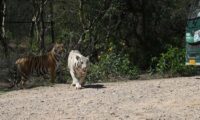 नाहरगढ़ जैविक उद्यान: टाइगर भीम और गोल्डन टाइग्रेस स्कंधी पहली बार सफारी में पर्यटकों के लिए खुले Tiger Bheem and Golden Tigress Skandhi open for tourists in safari for the first time