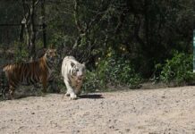 नाहरगढ़ जैविक उद्यान: टाइगर भीम और गोल्डन टाइग्रेस स्कंधी पहली बार सफारी में पर्यटकों के लिए खुले Tiger Bheem and Golden Tigress Skandhi open for tourists in safari for the first time