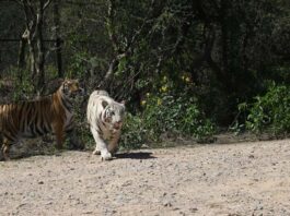 नाहरगढ़ जैविक उद्यान: टाइगर भीम और गोल्डन टाइग्रेस स्कंधी पहली बार सफारी में पर्यटकों के लिए खुले Tiger Bheem and Golden Tigress Skandhi open for tourists in safari for the first time