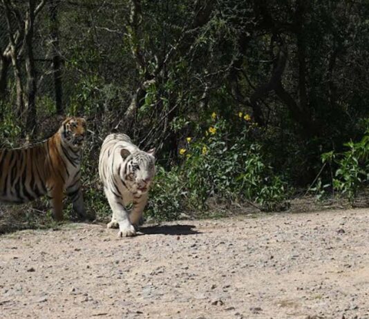 नाहरगढ़ जैविक उद्यान: टाइगर भीम और गोल्डन टाइग्रेस स्कंधी पहली बार सफारी में पर्यटकों के लिए खुले Tiger Bheem and Golden Tigress Skandhi open for tourists in safari for the first time