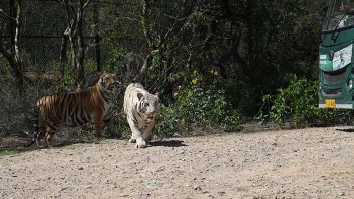 Tiger Bheem and Golden Tigress Skandhi open for tourists in safari for the first time
