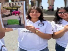सेव द एलिफेंट डे पर विरोध: आमेर में हाथी सवारी बंद करने की मांग Protest on Save the Elephant Day: Demand to Ban Elephant Rides in Amer