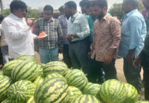 मिलावट की आशंका पर मुहाना मंडी में छापा: तरबूज की गुणवत्ता जांच के लिए नमूने एकत्र Muhana Mandi raided on suspicion of adulteration