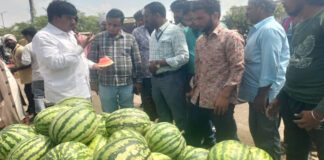 मिलावट की आशंका पर मुहाना मंडी में छापा: तरबूज की गुणवत्ता जांच के लिए नमूने एकत्र Muhana Mandi raided on suspicion of adulteration