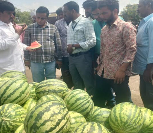 मिलावट की आशंका पर मुहाना मंडी में छापा: तरबूज की गुणवत्ता जांच के लिए नमूने एकत्र Muhana Mandi raided on suspicion of adulteration