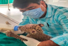 वर्ल्ड वेटरनरी डे स्पेशल: खूंखार वन्यजीवों के मसीहा डॉ. अरविंद माथुर