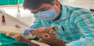 वर्ल्ड वेटरनरी डे स्पेशल: खूंखार वन्यजीवों के मसीहा डॉ. अरविंद माथुर