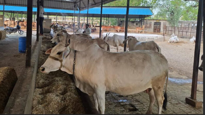 cow