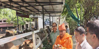 कमला एकादशी पर गौशाला में गौसेवा कर संतों ने खिलाए शीतल फल