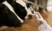 प्रदेश की गौशालाओं में आयोजित शिविरों में 50 हजार गौवंश का टीकाकरण 50,000 Cattle Vaccinated in Camps Organized at the State's Cow Shelters