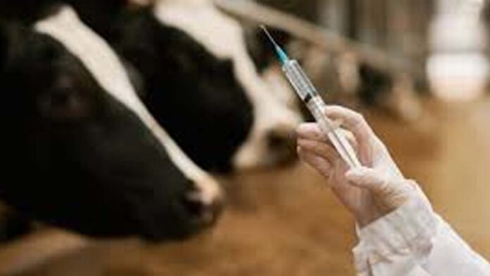 50,000 Cattle Vaccinated in Camps Organized at the State's Cow Shelters 50,000 Cattle Vaccinated in Camps Organized at the State's Cow Shelters