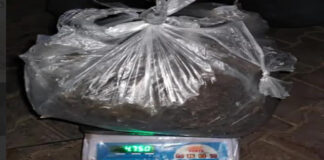 बिहार का गांजा तस्कर गिरफ्तार: 4.750 किलो मादक पदार्थ बरामद Ganja Smuggler from Bihar Arrested