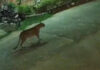 पानी और भोजन की तलाश में फिर आबादी इलाके में पहुंचा लेपर्ड Leopard ventures into populated area once again in search of food and water.