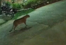 पानी और भोजन की तलाश में फिर आबादी इलाके में पहुंचा लेपर्ड Leopard ventures into populated area once again in search of food and water.