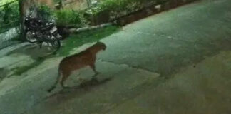 पानी और भोजन की तलाश में फिर आबादी इलाके में पहुंचा लेपर्ड Leopard ventures into populated area once again in search of food and water.