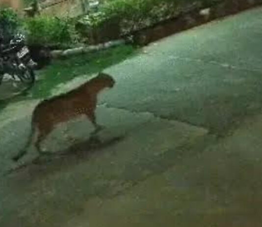 पानी और भोजन की तलाश में फिर आबादी इलाके में पहुंचा लेपर्ड Leopard ventures into populated area once again in search of food and water.