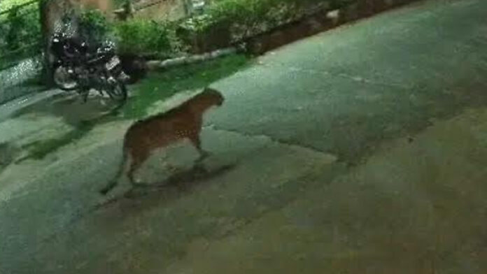 Leopard ventures into populated area once again in search of food and water.