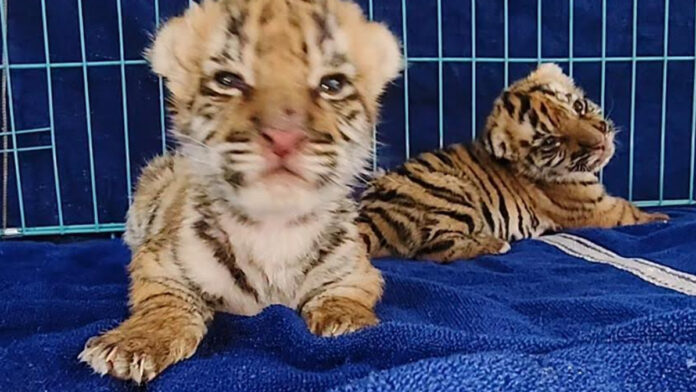 Tiger Cub Born at Nahargarh Biological Park is Healthy